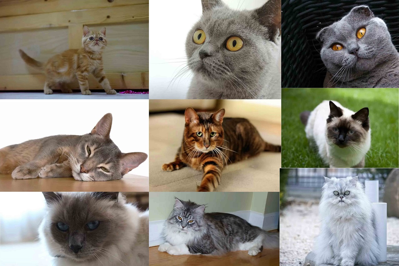 زیباترین گربه های جهان (مشخصات 10 نژاد زیباترین گربه های جهان )