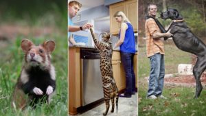 5 مورد از بزرگ‌ترین حیوانات خانگی دنیا که شما را شگفت زده می کنند!