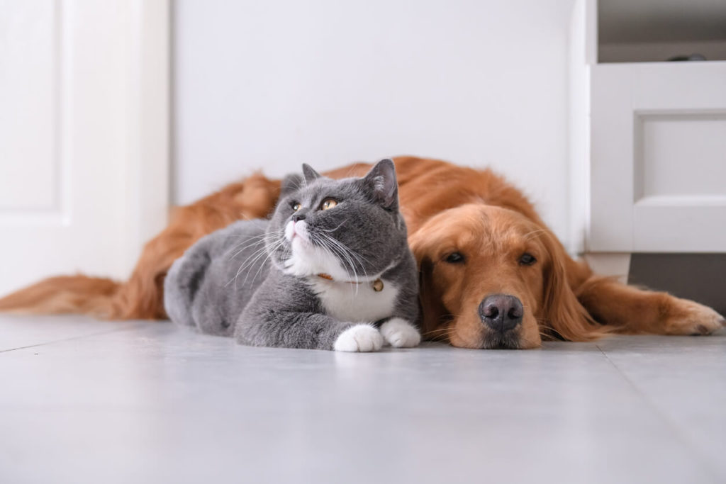 ‎راهنمای انتخاب اسم برای پیج سگ و گربه (خارجی و ایرانی)