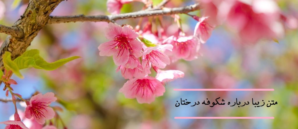 متن زیبا درباره شکوفه درختان و شکوفه زدن
