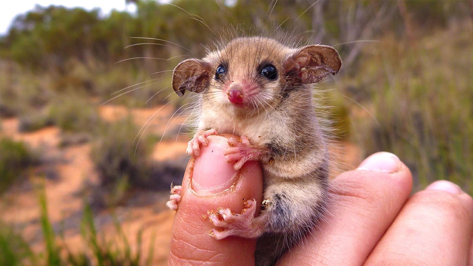 کوچک ترین حیوانات دنیا