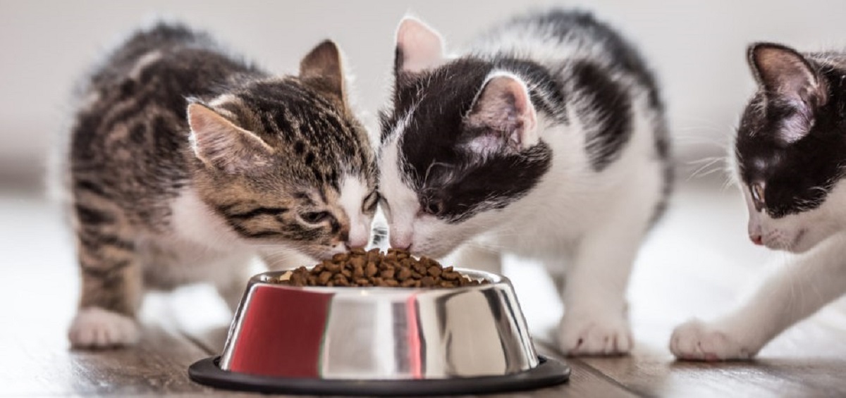 چند بار در روز به گربه غذا بدهیم؟