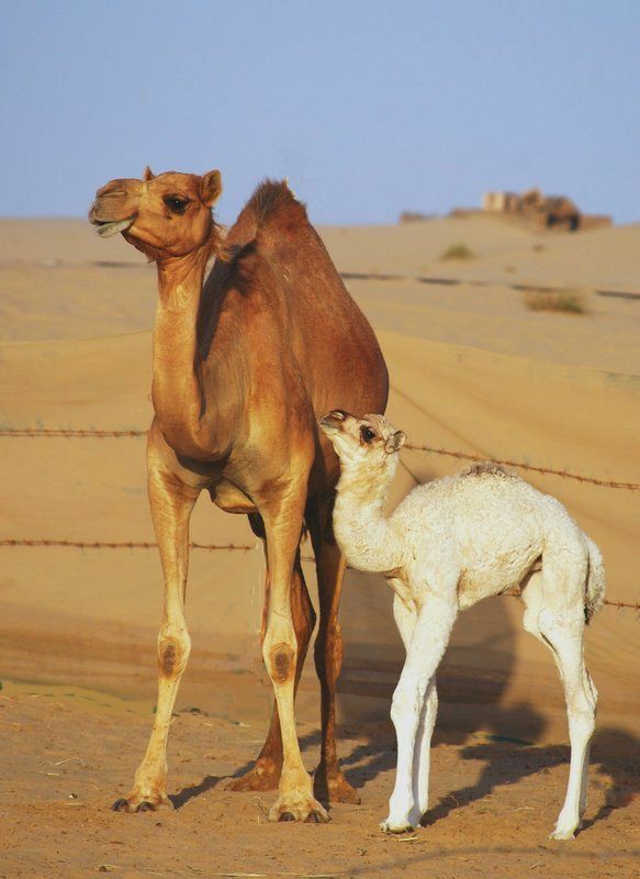 شتز در بیابان