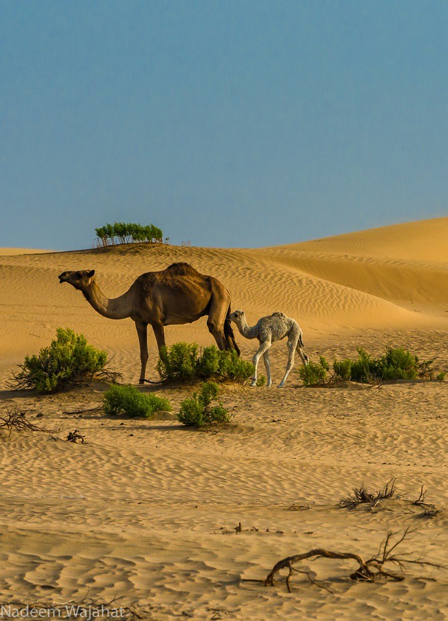 عکس شتر در بیابان زیبای آفتاب داغ