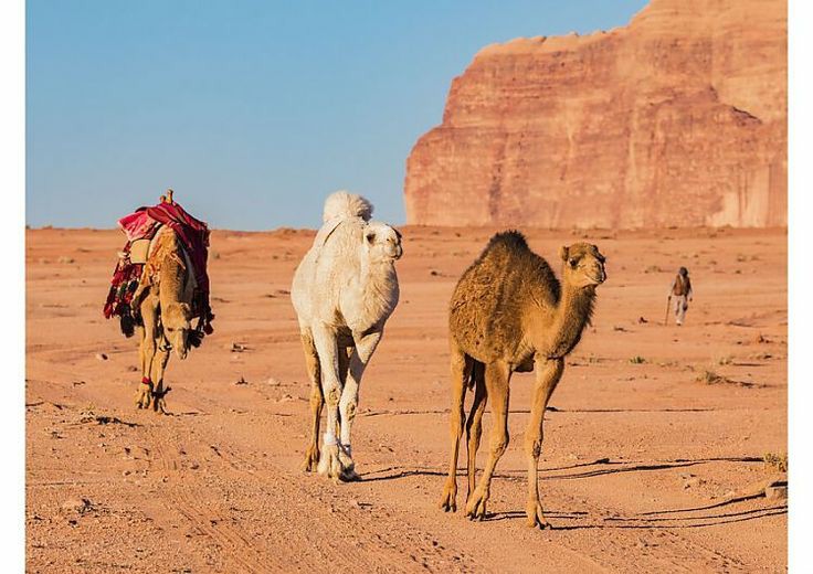 عکس شتر در بیابان زیبای آفتاب داغ