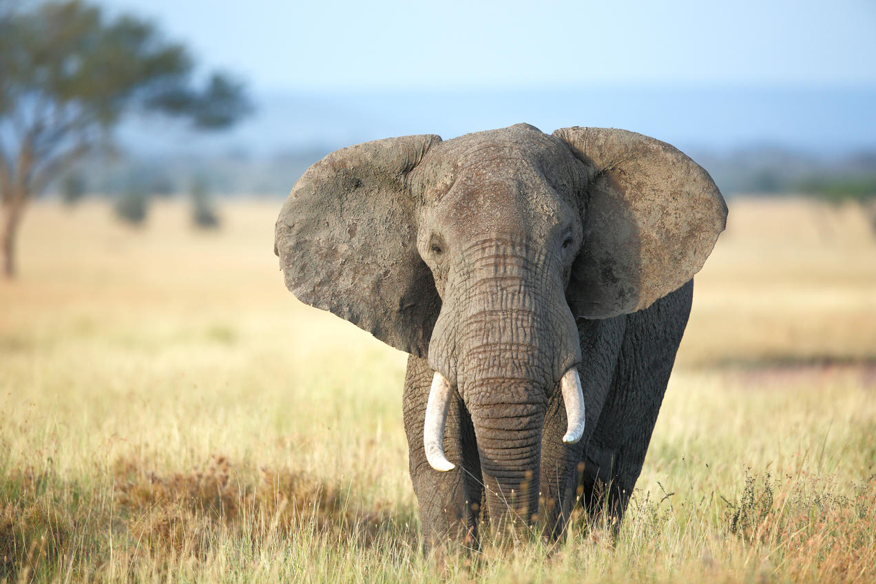تحقیق در مورد فیل برای کودکان (15 حقیقت شگفت انگیز از فیل ها برای کودکان)
