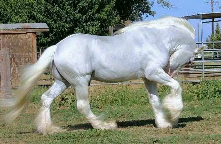 عکس زیباترین اسب جهان