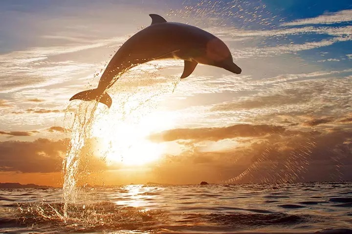 تحقیق درباره دلفین ها (51 حقیقت جالب درباره دلفین ها)