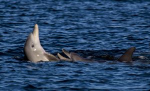 عکس دلفین ها (عکس دلفین ها پرواز میکنند)