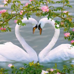 عکس قوهای زیبا (بهترین عکس های زیبا از قوهای عاشق)