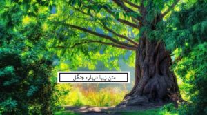 متن زیبا درباره جنگل | چندین متن در مورد جنگل زیبا