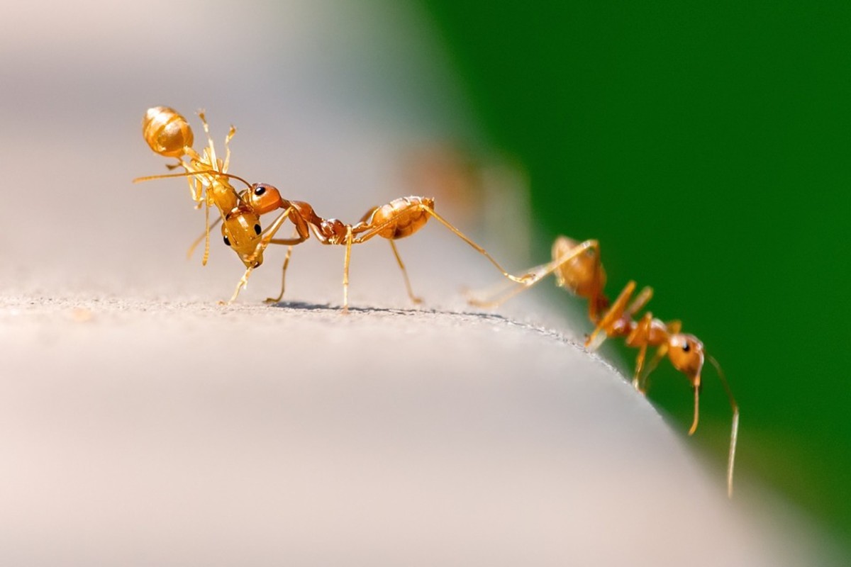 مورچه ها از چه چیز بدشان می اید