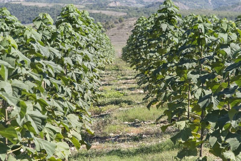 عکس برگ درخت پائولونیا