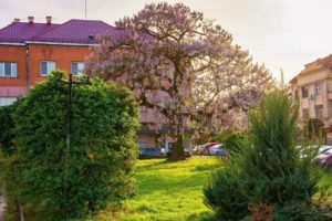 عکس درخت پالونیا و معرفی و مشخصات درخت پالونیا