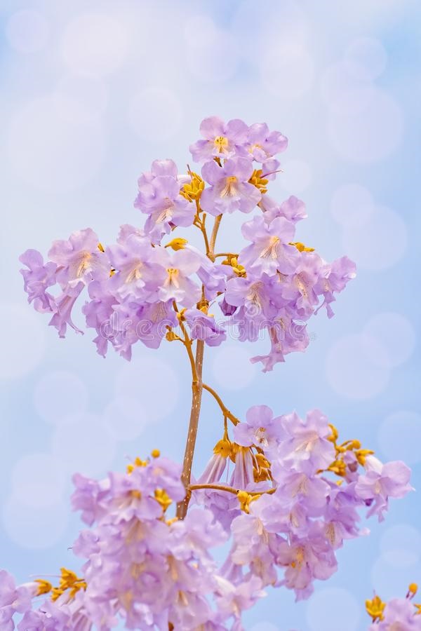 عکس گل درخت پائولونیا