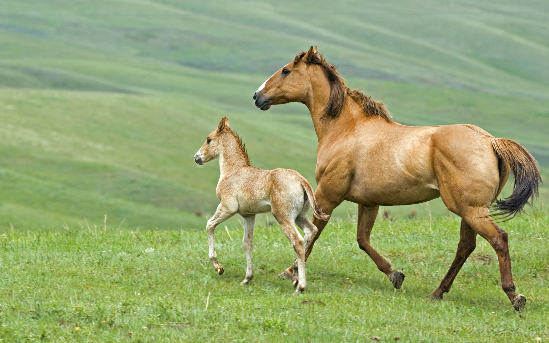 عکس بچه اسب