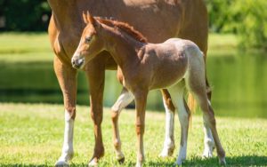 عکس بچه اسب برای پروفایل واتس اپ و تلگرام