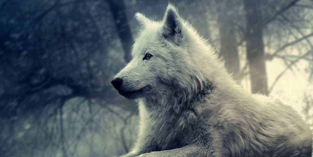متن زیبا درباره گرگ