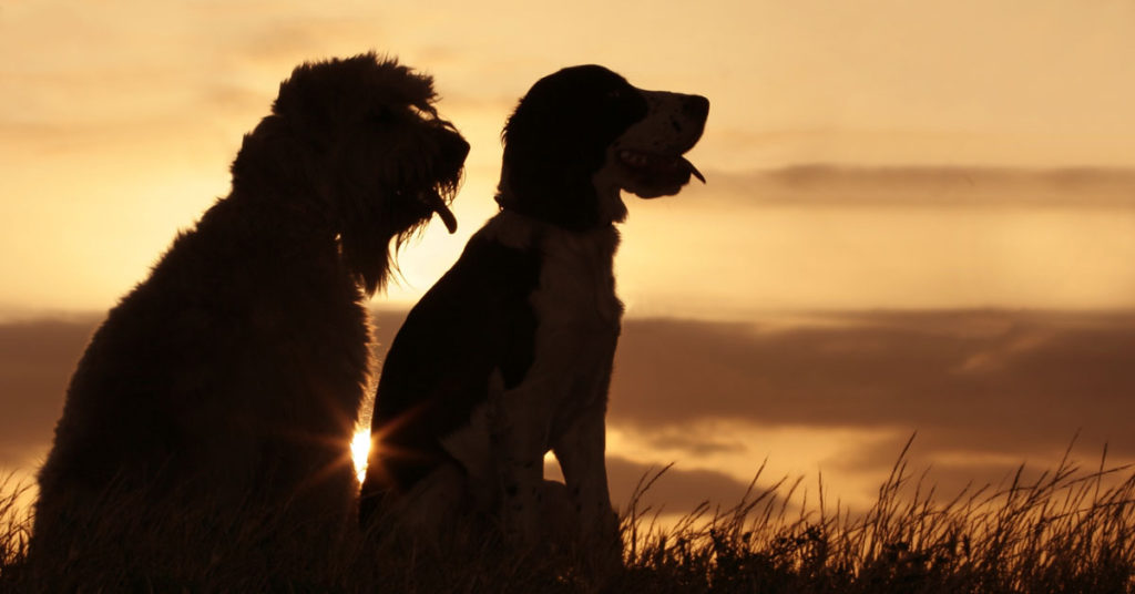 آیا سگ از تاریکی می‌ترسد؟ دلیل ترس سگ از تاریکی چیست؟