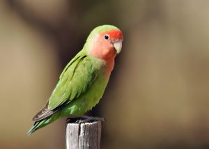 اسم مرغ عشق | راهنمای انتخاب اسم برای مرغ عشق نر و ماده