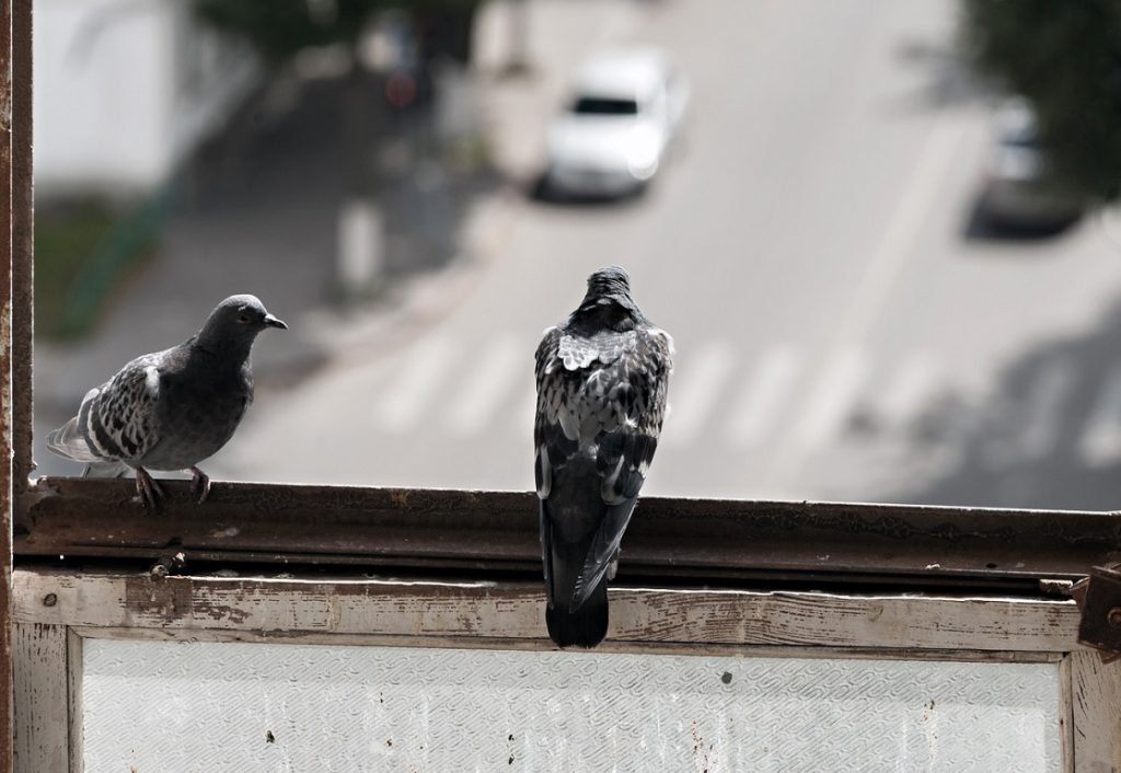 عکس یاکریم پشت پنجره | عکس از اومدن یاکریم پشت پنجره