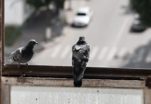 عکس یاکریم پشت پنجره | عکس از اومدن یاکریم پشت پنجره