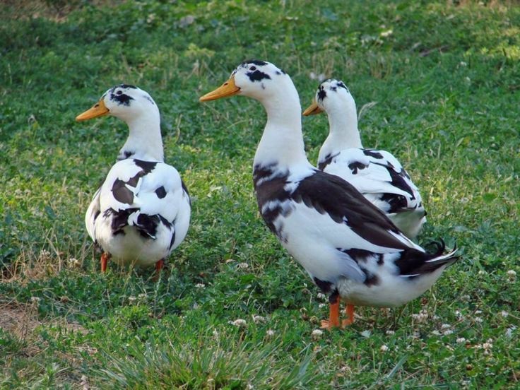 عکس مرغابی کله سبز و زیبا