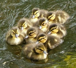 عکس مرغابی وحشی و کوچک و بزرگ