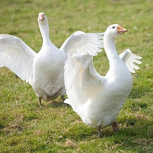 عکس مرغابی سیاه و سفید