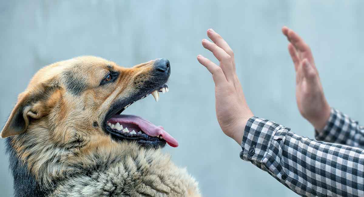هنگام حمله سگ بهترین عکس‌العمل چیست؟