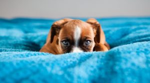 چگونه سگ ترسو را شجاع کنیم | چند راه برای شجاع کردن سگ ترسو