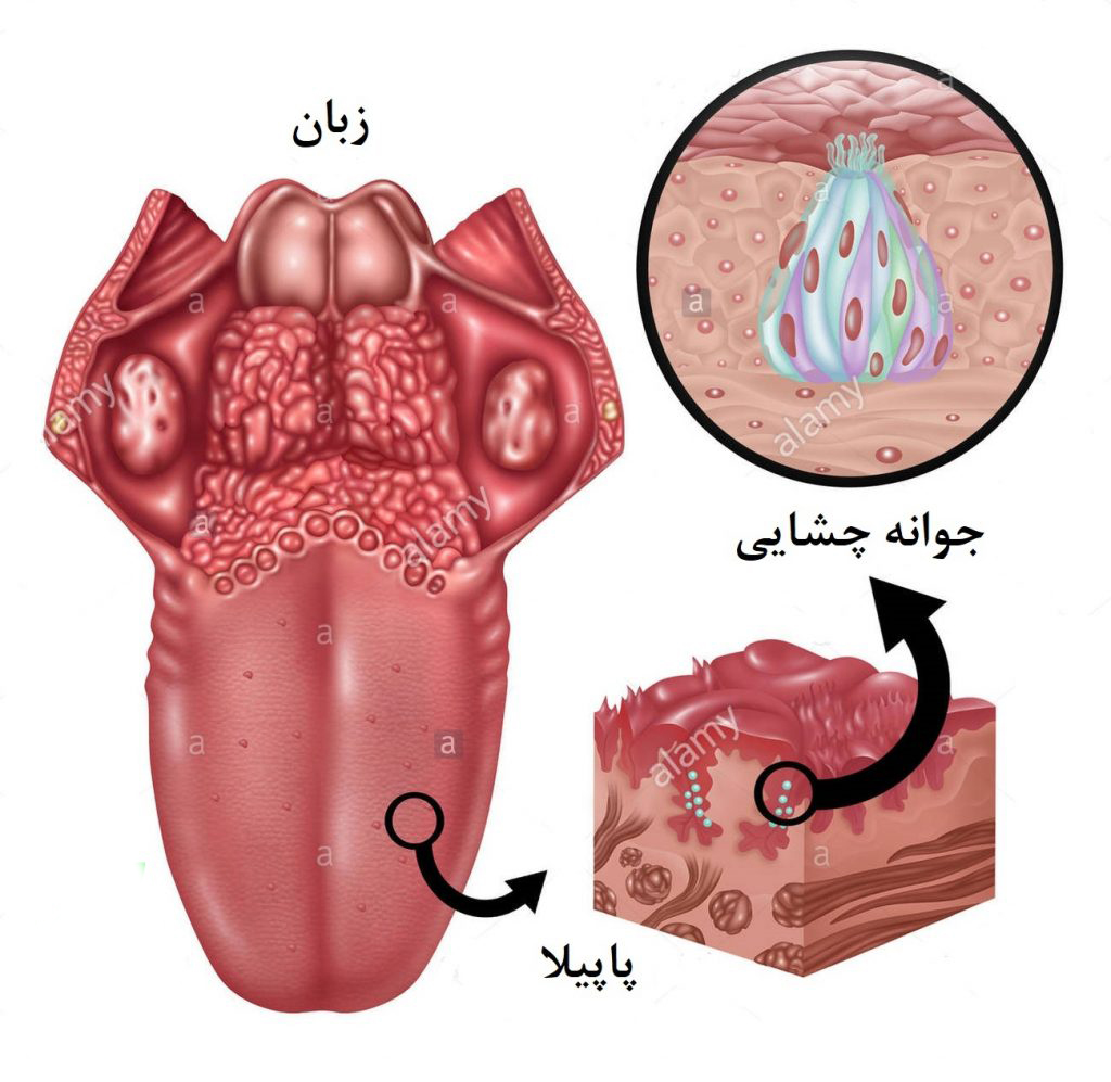 هر قسمت زبان چه مزه ای را حس میکند