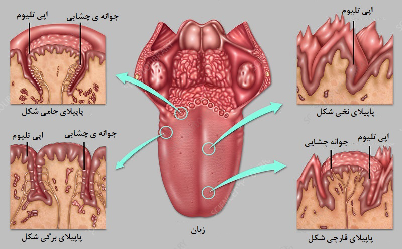 هر قسمت زبان چه مزه ای را حس میکند