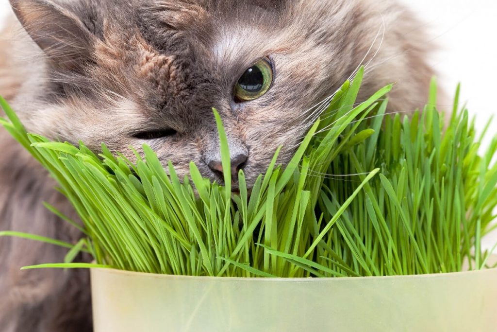 چرا گربه ها علف می خورند؟