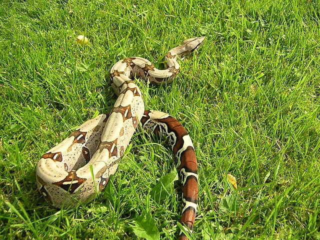 مار بوآی منقبض کننده