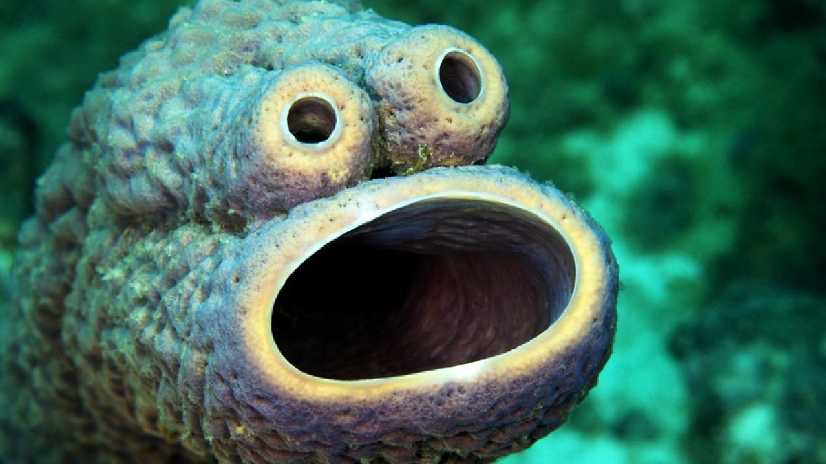 عکس حیوانات دریایی عجیب و شگفت انگیز