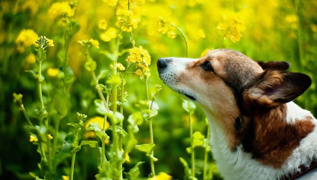 حس بویایی کدام حیوانات قوی است؟