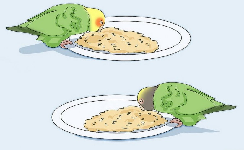 دلیل غذا نخوردن مرغ عشق