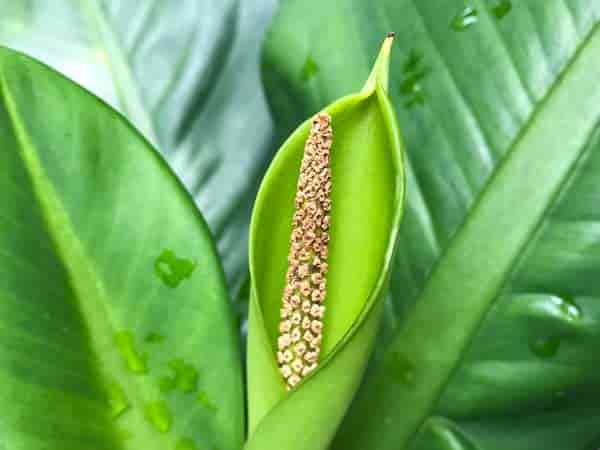 عکس گل دیفن باخیا در خانه
