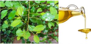 روغن بلسان چیست؟ با خواص درمانی گیاه بلسان آشنا شوید