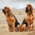 عکسهای زیبا از سگ بلادهاند