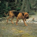 عکسهای زیبا از سگ بلادهاند
