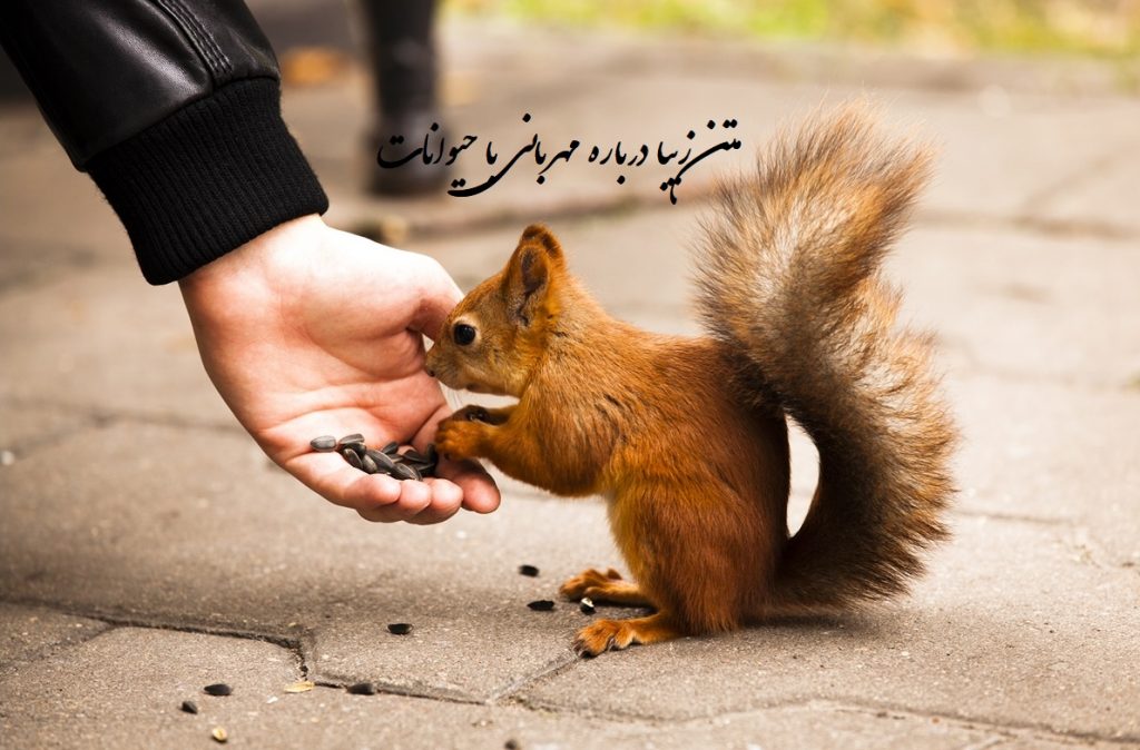 29 متن زیبا درباره مهربانی با حیوانات و محکوم کردن خشونت عیله آن ها