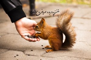 29 متن زیبا درباره مهربانی با حیوانات و محکوم کردن خشونت عیله آن ها