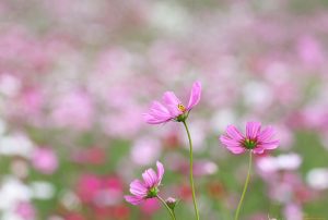 دانلود مولودی ازدواج حضرت علی و فاطمه (س) از مداحان معروف