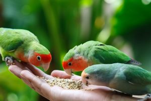 چرا مرغ عشق غذا نمی خورد | چند علت غذا نخوردن مرغ عشق را بشناسید