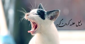 دلیل عطسه کردن گربه چیست؟