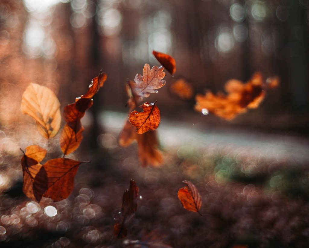 متن زیبا درباره پاییز از بزرگان (نقل قول های کوتاه، ادبی و شاعرانه)