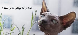 گربه از چه بویی بدش میاد ؟