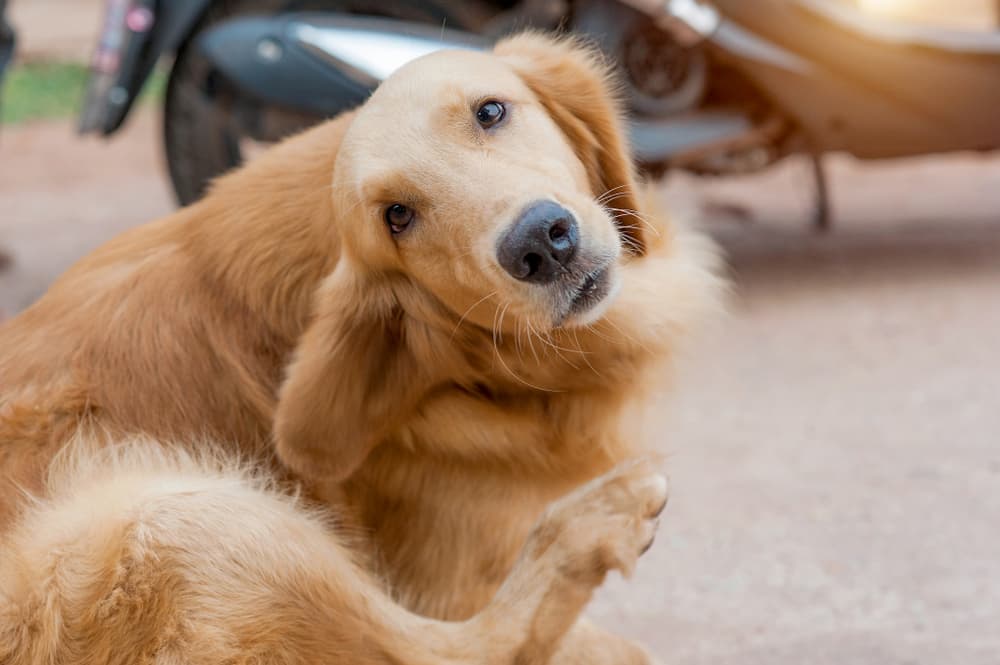 راه درمان خارش بدن سگ
